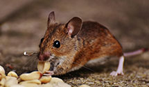 24 Hour & Emergency Exterminators in Franklin Mt Ctr, PA